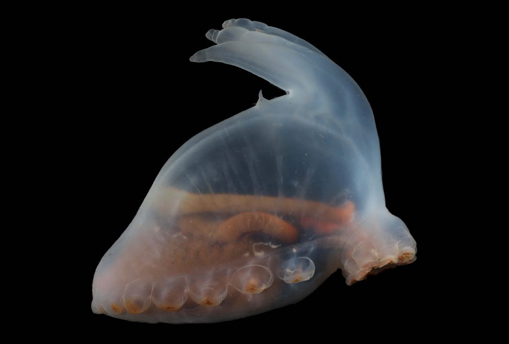 International Seabed Authority marks the first International Day of the Deep Seabed with new milestones in deep-sea biodiversity research